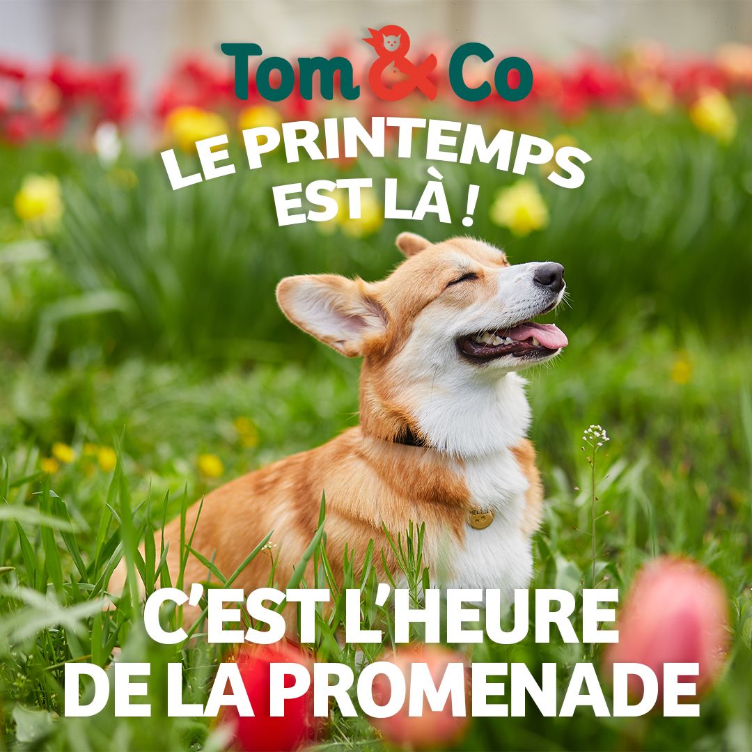 Tom & Co - Posts réseaux sociaux