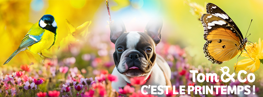 Tom & Co - Couvertures Facebook