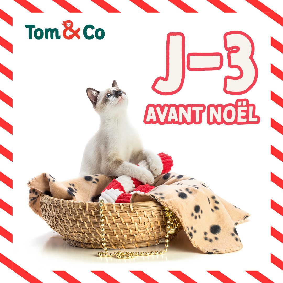 Tom & Co - Posts réseaux sociaux