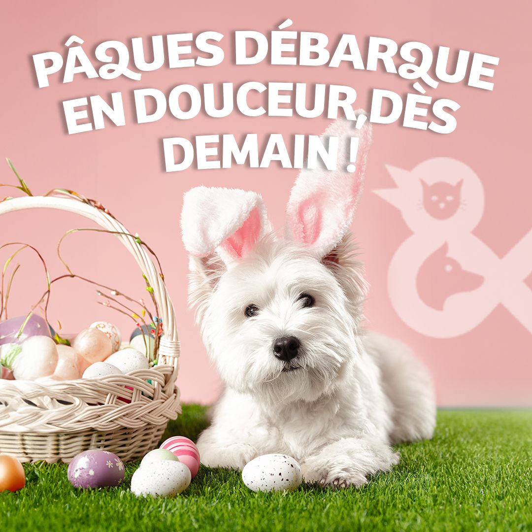 Tom & Co - Posts réseaux sociaux