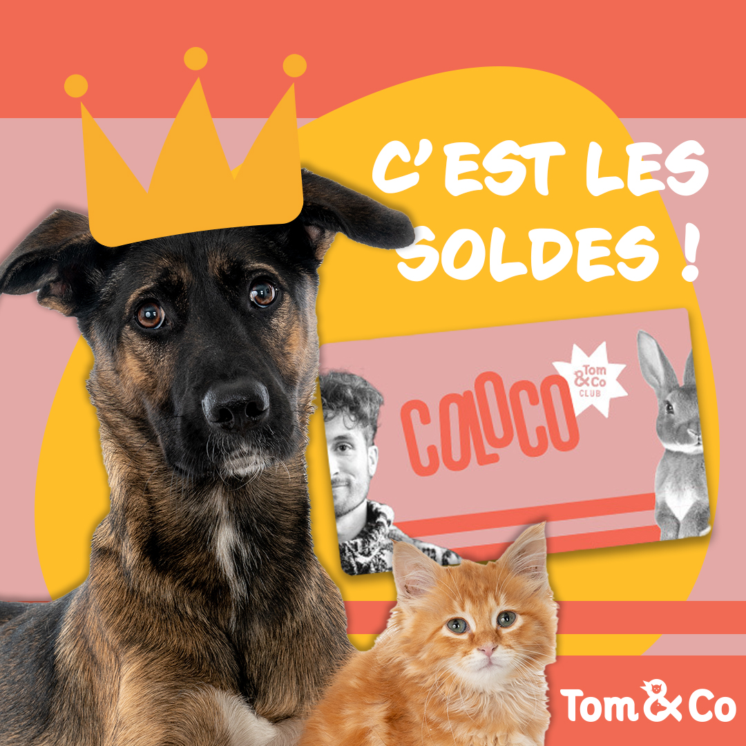 Tom & Co - Posts réseaux sociaux