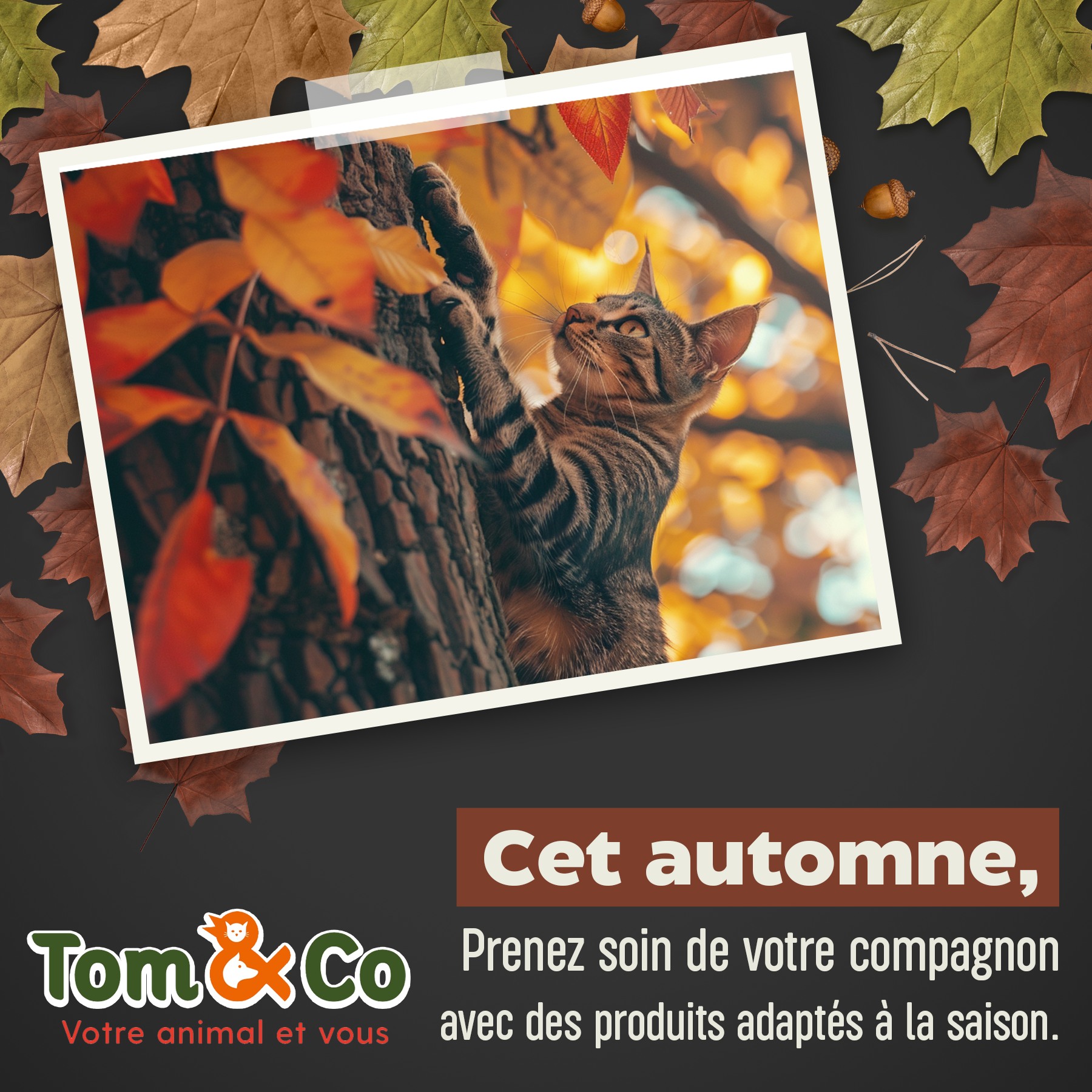 Tom & Co - Posts réseaux sociaux