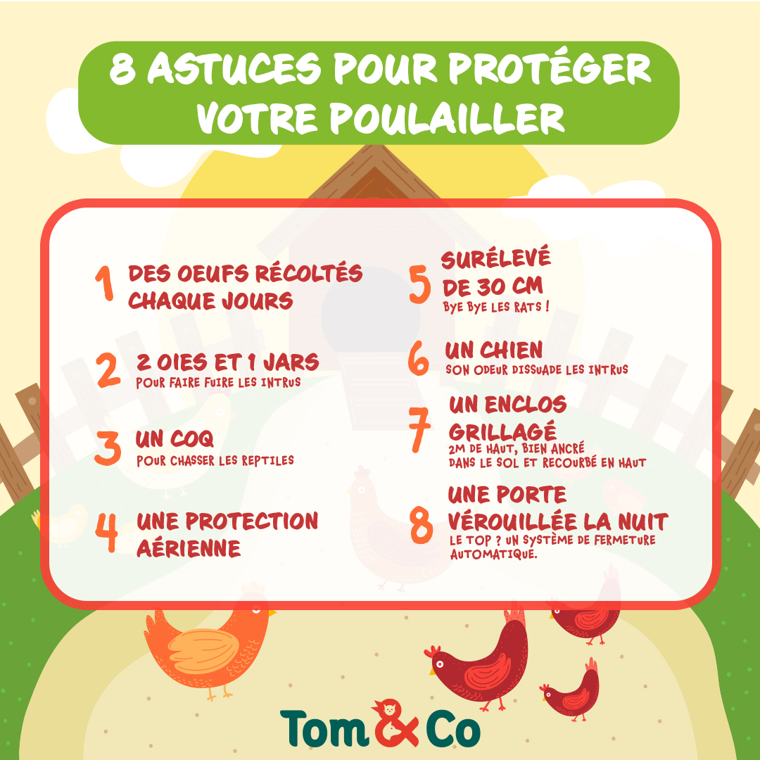 Tom & Co - Posts réseaux sociaux