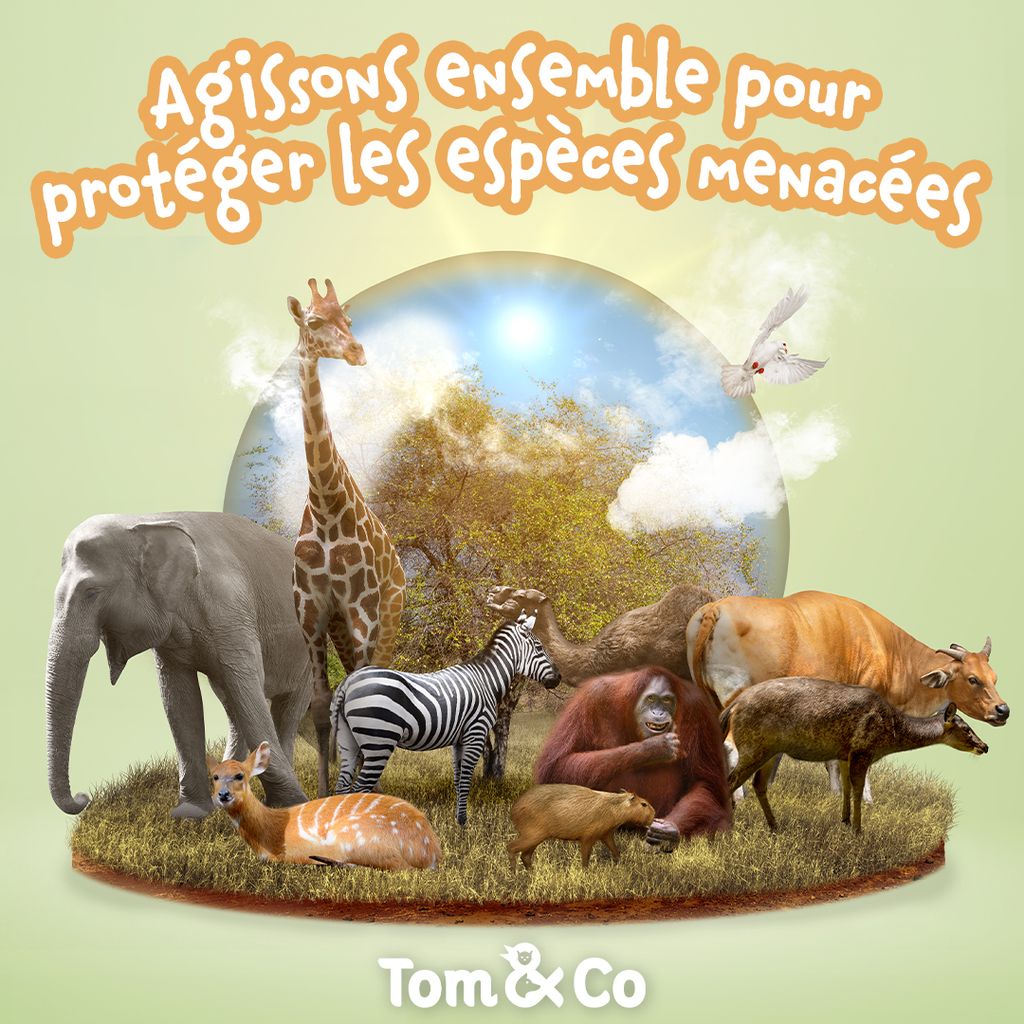 Tom & Co - Posts réseaux sociaux