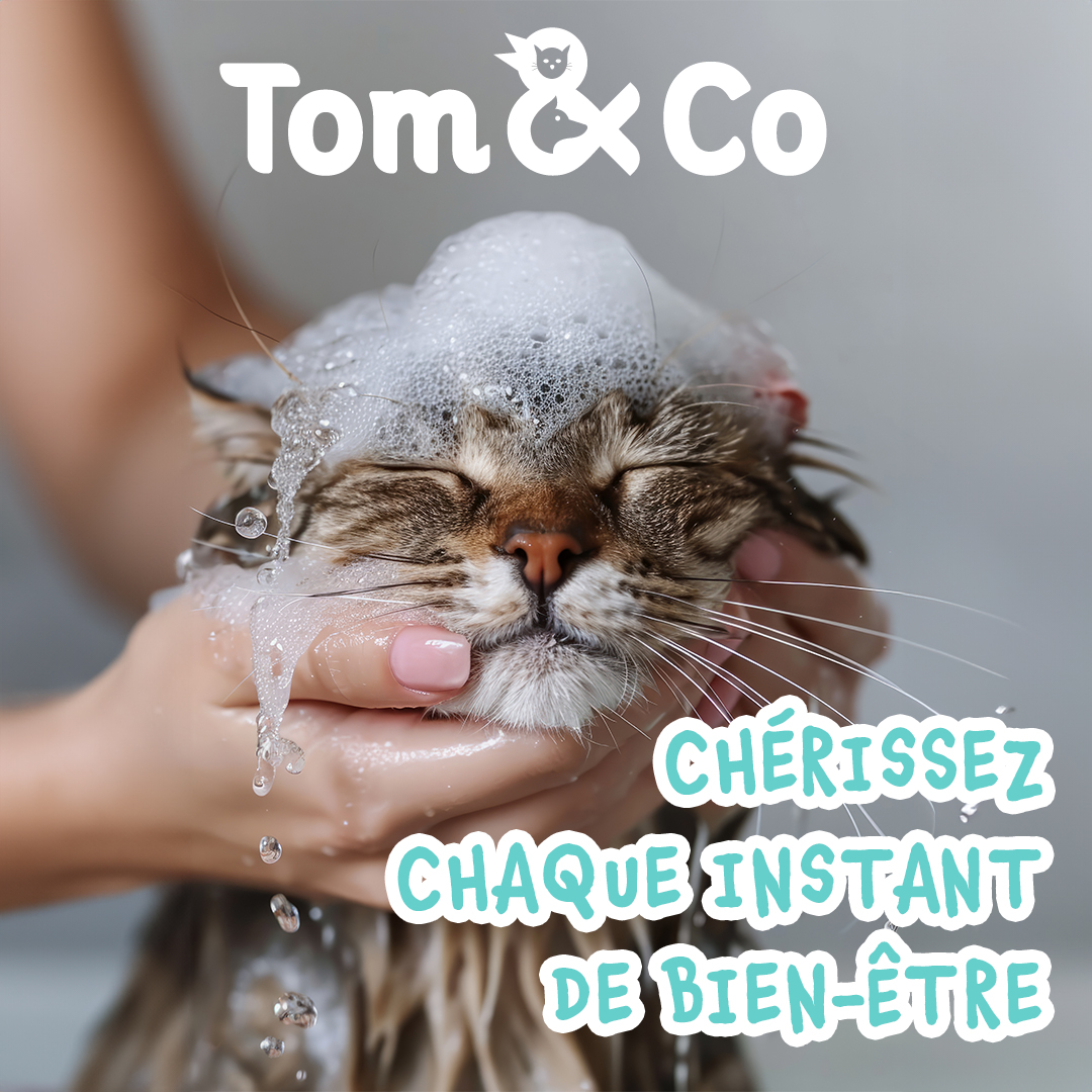Tom & Co - Posts réseaux sociaux