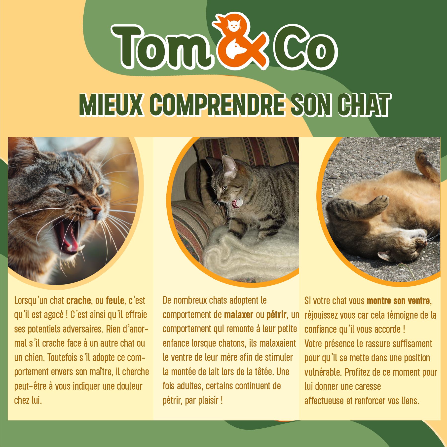 Tom & Co - Posts réseaux sociaux